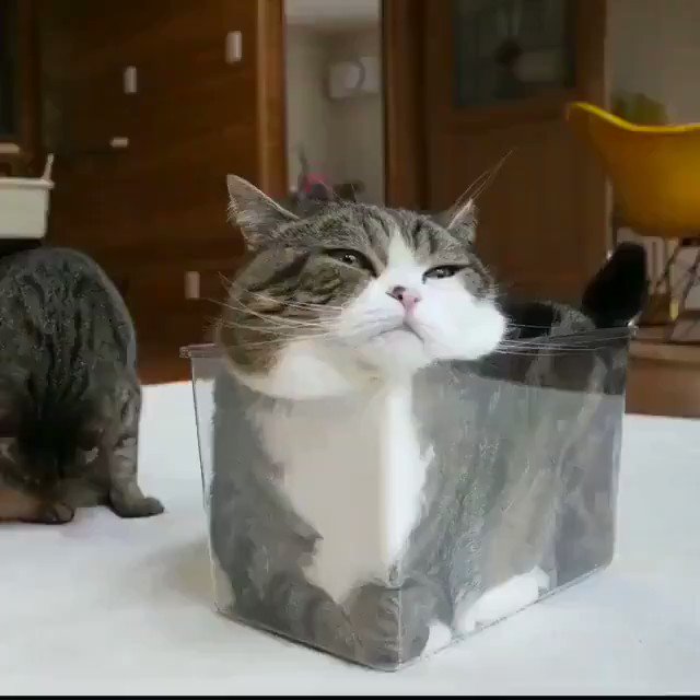 そんな狭いところに？！四角いケースに収まってる猫が可愛い