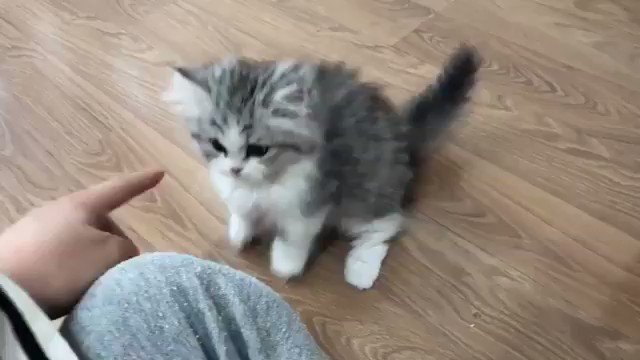 立ち上がって一生懸命猫パンチする子猫が可愛すぎる！癒し不足の方は是非！