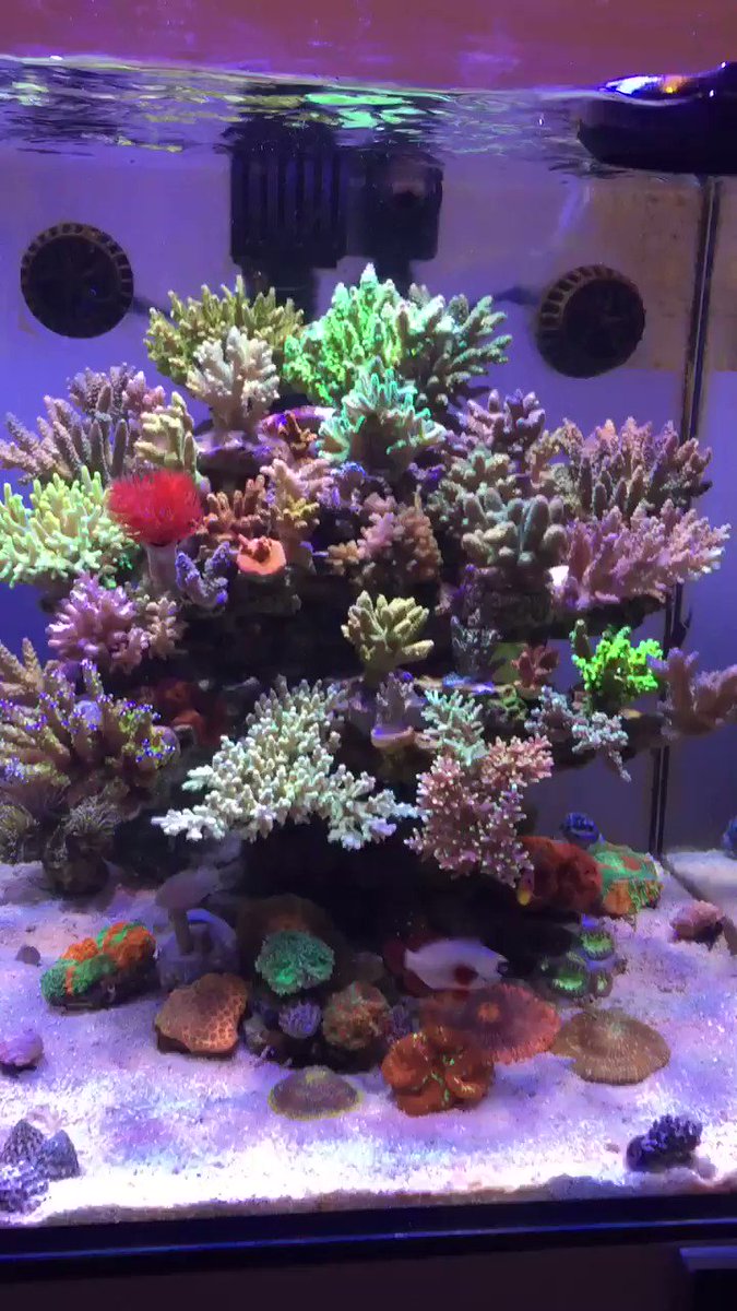 Palms Reef Gorikiya49 Twitter Palms Reef Gorikiya49 Twitter