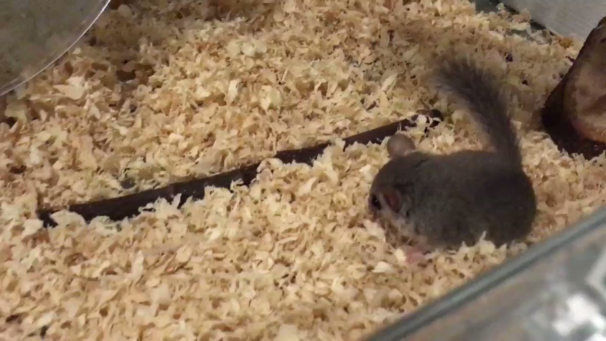 てて🐹@YouTubeチャンネル登録者1000人が目標🐹 on Twitter