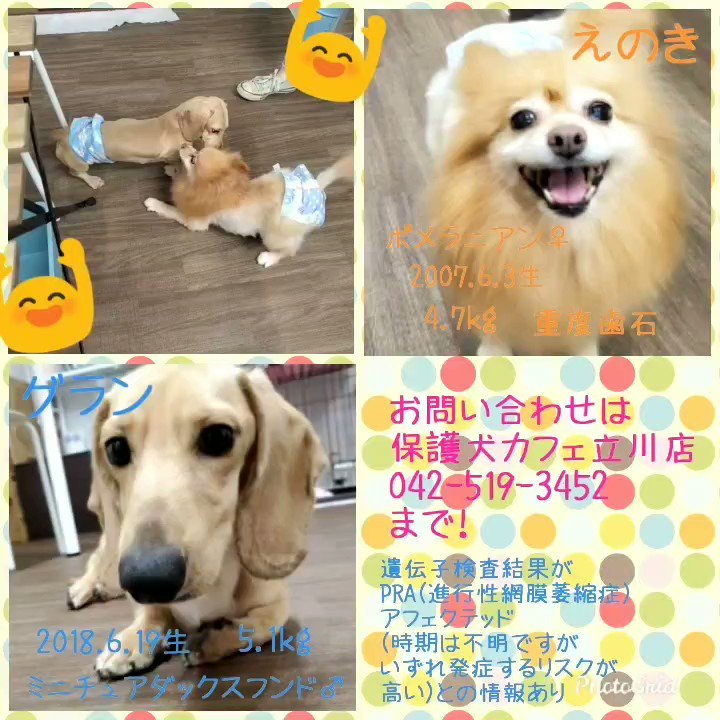 保護犬カフェ 立川店 新メンバー の健康チェックの結果です えのきさんは笑顔が素敵なパワフルポメちゃん 人も も大好きな様子 グランくんはちょっぴりビビりさんですがそっと甘えてくる感じがたまりません 細いのでゆっくり体重と筋肉を増やし
