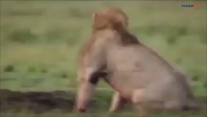 Vídeo incorporado