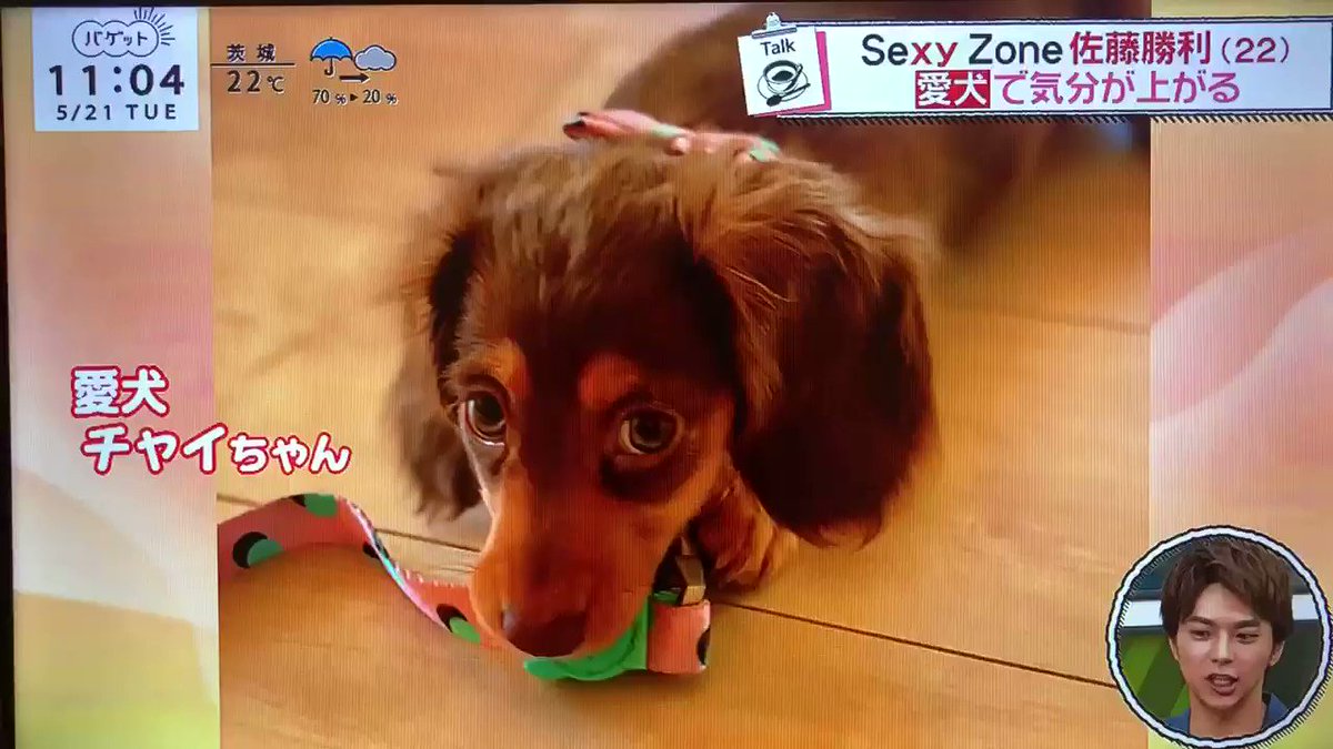 ち ょ ん 愛犬にデレッデレで お母さんに裁縫道具借りてカーテン作ったり番組で自分とチャイちゃんが似てませんか なんて言う勝利くん最高すぎません 佐藤勝利誕生 Vic23rd 23歳も勝利を君に 佐藤勝利入所9周年