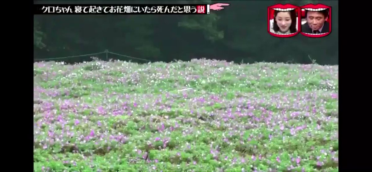 ダウンタウンのごっつええ感じ 寝て起きてお花畑にいたら 水曜日のダウンタウン T Co Rc7lv3ufxh Twitter