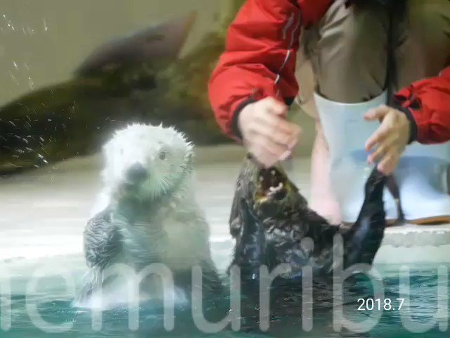 鳥羽水族館のtwitterイラスト検索結果