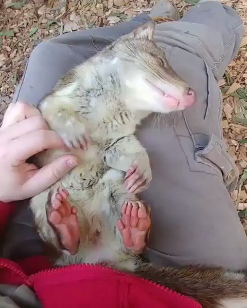 Гваделупский амбарный мыш