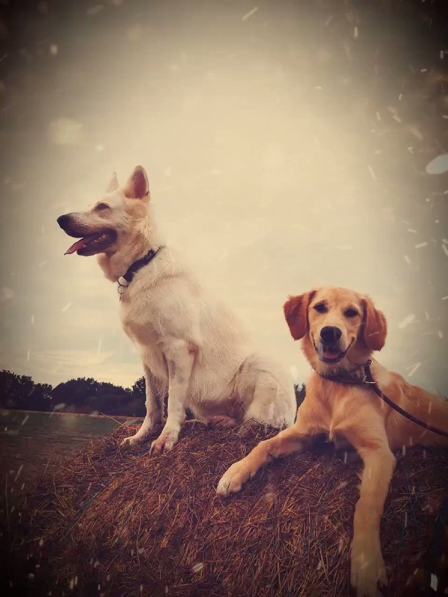 Mlle Texas et Laska 🐾
I
On monte la garde 😁😅
#recreanimo #pourlamourdesanimaux #chien #doglover #dog #petsitting #petsitter #toulouse #lamourdesanimaux #animaux #30millionsdamis #beautiful #cute #lovedogs #animauxdomestiques #animauxdecompagnie #animauxmignons