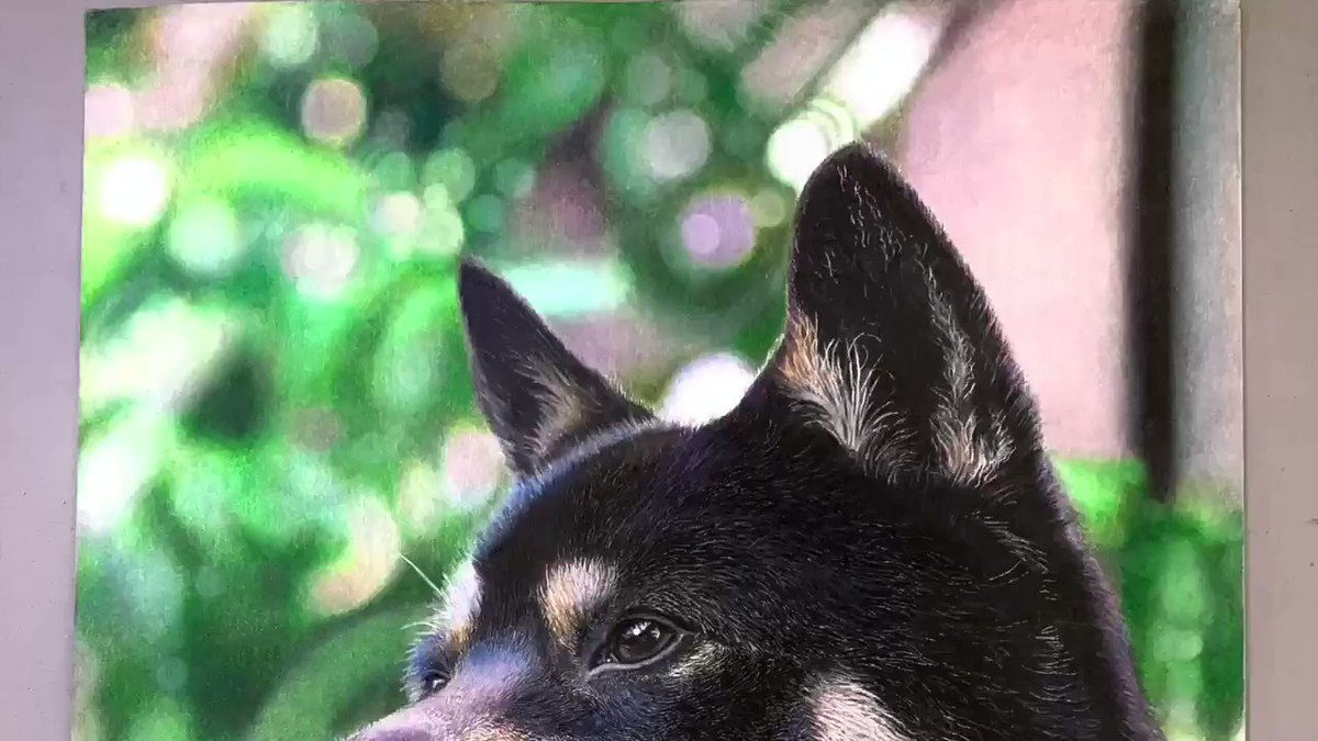 ５０時間かけました 高校生が描いた リアルすぎる犬 に 絶賛の声 Grape グレイプ