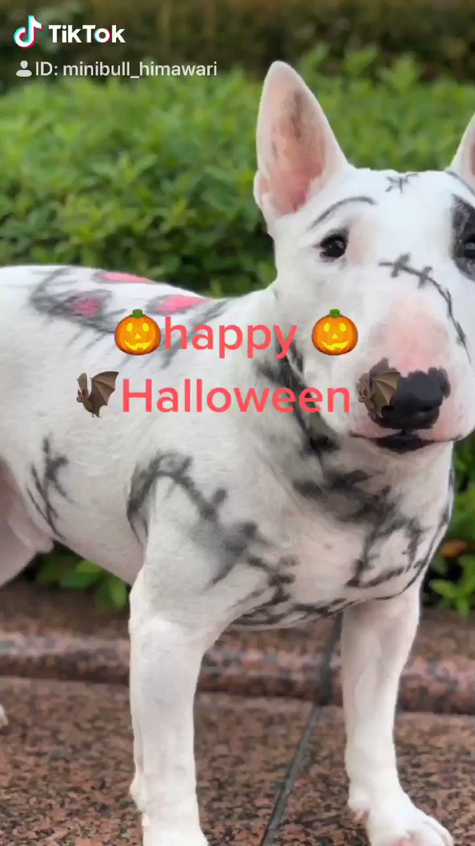 ブルテリア Happy Helloween ティムバートン監督の映画 フランケンウィニーのスパーキーメイク モデルはブルテリアの幸三君 ブルテリア 犬 Dog フランケン スパーキー ティムバートン ブルテリア Happy Helloween ティムバートン監督の映画 フランケンウィニーのスパーキーメイク モデルはブルテリアの幸三君 ブルテリア 犬 Dog フランケン スパーキー ティムバートン