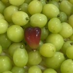 【ぶどうの宝石箱 神々の楽園】「本日の当選者様１名様を抽選して 直接ＤＭにて送らせて頂きます!」