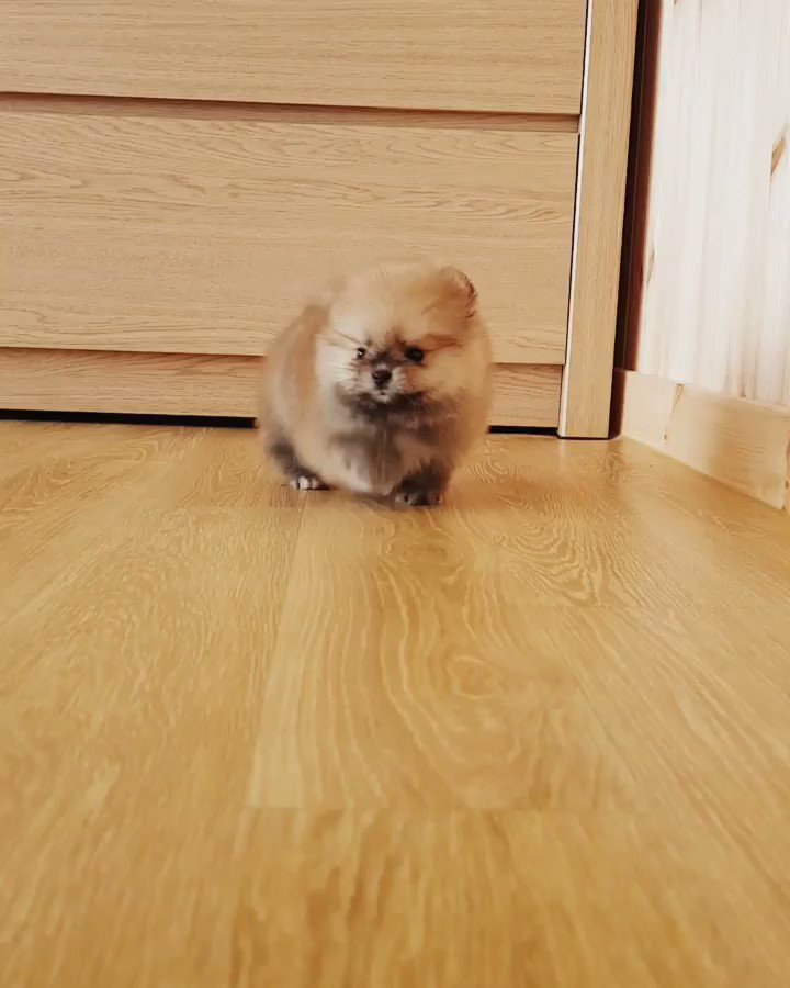 こんなにもぽめぽめしやがってｗｗかわいすぎるポメラニアンｗ
