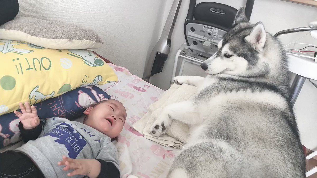 なぜ？？？看病のつもりだったのに！ハスキー犬が赤ちゃんに泣かれてしまった