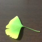 こどもと一緒にやってみたい遊び!草花あそび。自然に触れあえて、お金もかからず楽しめそうです。