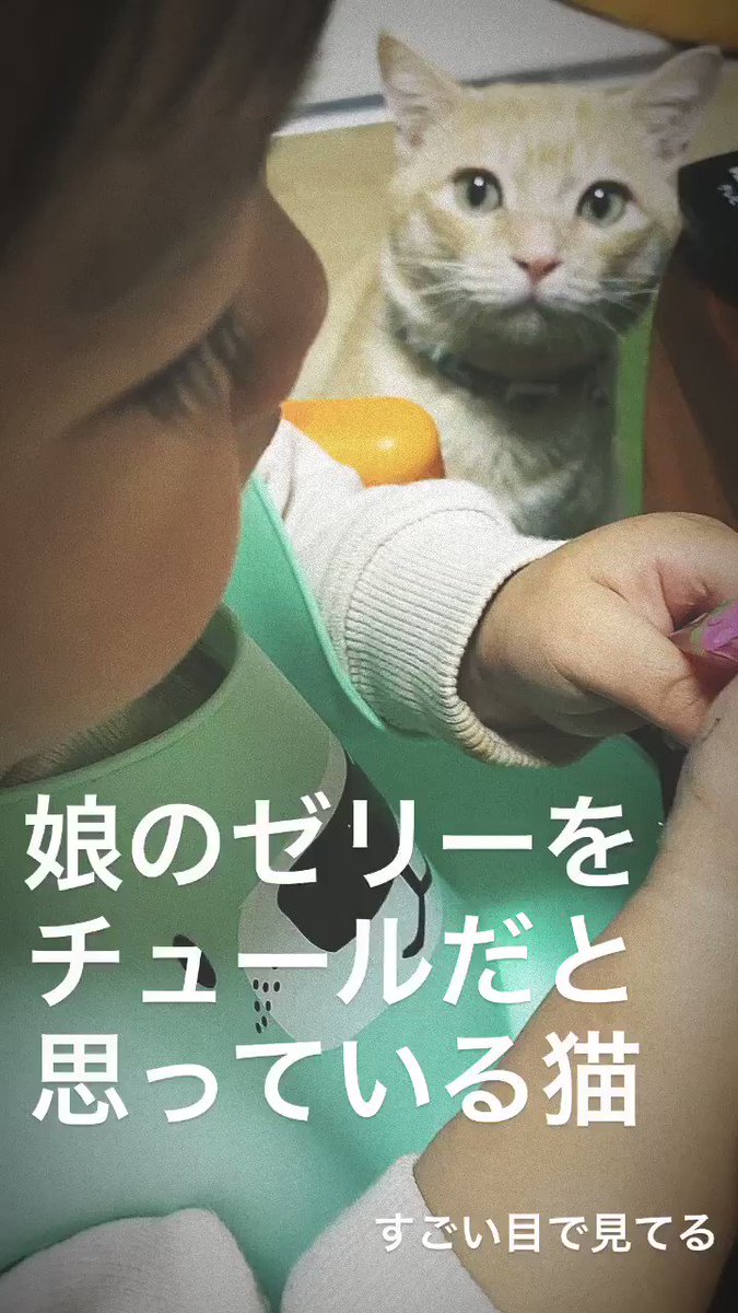 娘が食べているゼリーが猫ちゃんはチュールだと思って凝視している目が凄いwwwwwwww