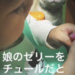 娘が食べているゼリーが猫ちゃんはチュールだと思って凝視している目が凄い!w