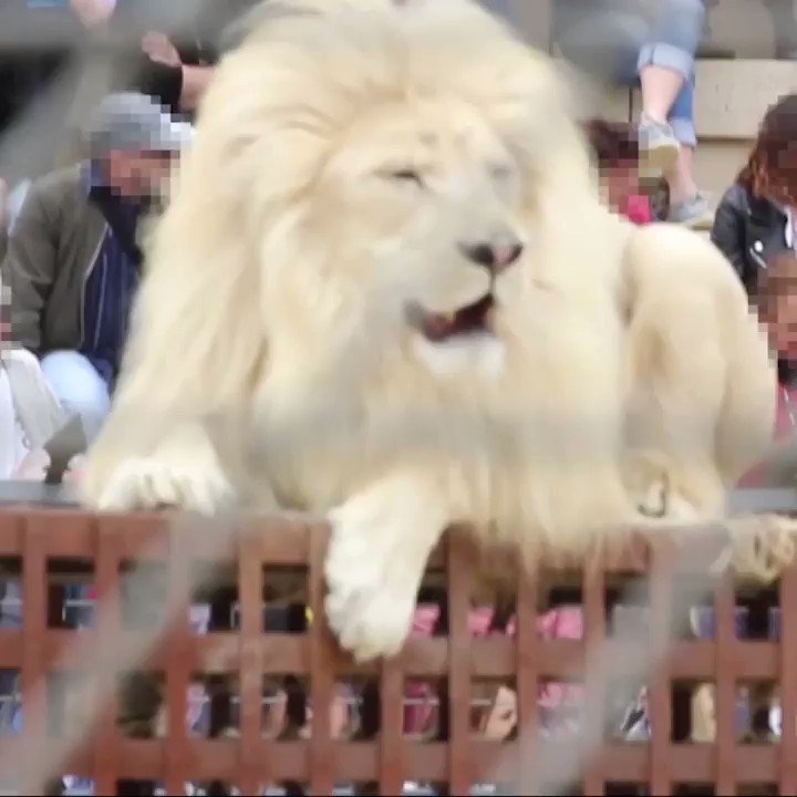 /ext_tw_video_thumb/11909771480828887... /ext_tw_video_thumb/11909771480828887...