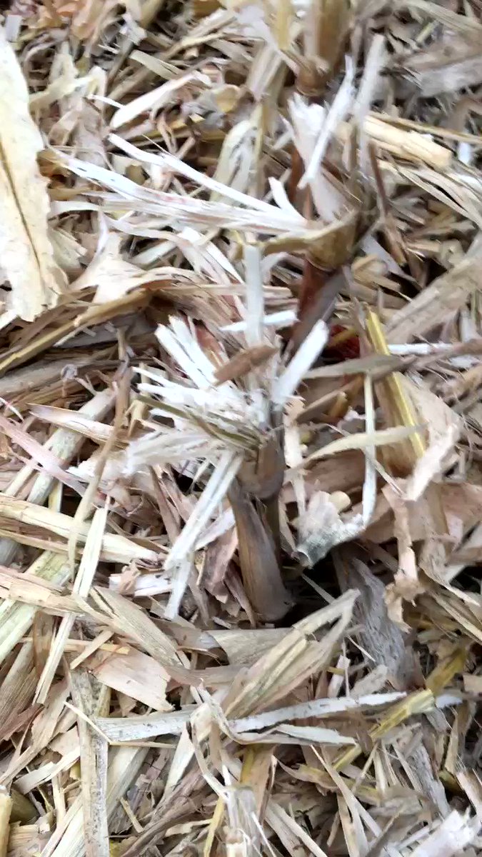 Really like how the @CalmerCornHeads chops up the residue and splinters the stalk too. Plan on no tilling corn on corn on this farm in 2020 & believe the residue break down should be pretty good. #harvest19 #Plant20