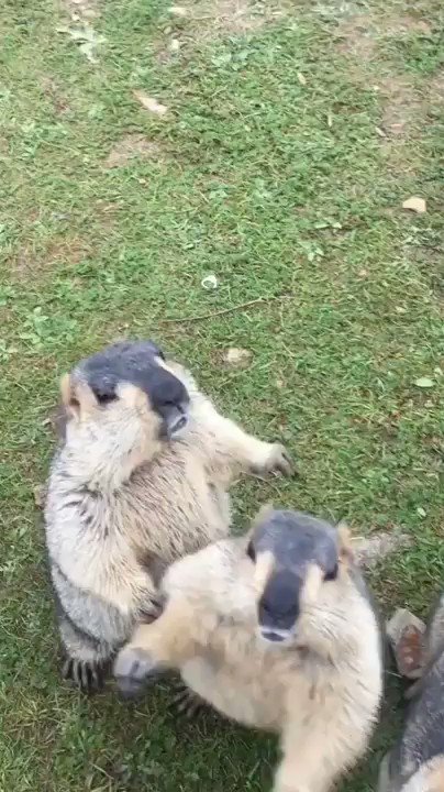 かわいいｗｗおやつの時間だ！！おい！押すなよｗｗ