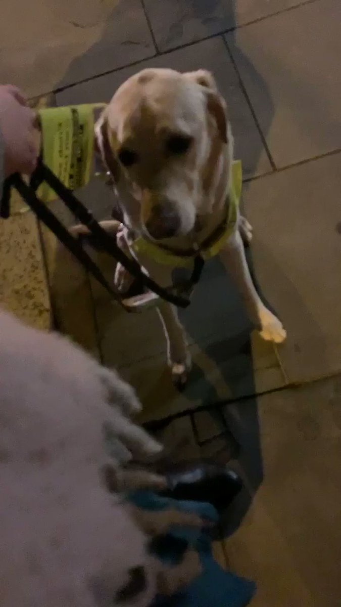 Ellen Watson (@EllenWatson95) on Twitter photo 2019-11-06 10:53:12 This is my Guide Dog, on our way home from work at 5pm, rooted to the spot & shaking with fear after fireworks went off nearby. Not only do fireworks cause extreme distress for dogs & humans, they pose risk to disabled ppls safety. This has to stop. Fireworks NEED to be regulated This is my Guide Dog, on our way home from work at 5pm, rooted to the spot & shaking with fear after fireworks went off nearby. Not only do fireworks cause extreme distress for dogs & humans, they pose risk to disabled ppls safety. This has to stop. Fireworks NEED to be regulated