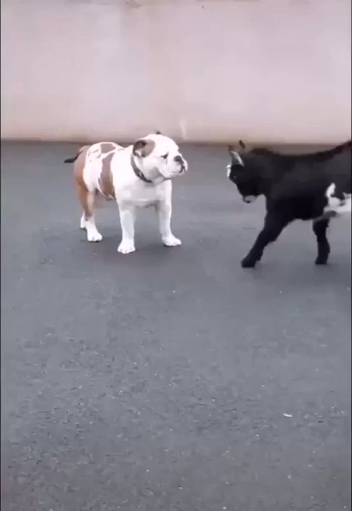 ヤギが犬にケンカ売った結果？ダメージゼロwww