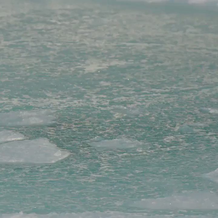 Krill play a big role in climate mitigation. Fortunately, #CCAMLR endorsed a path forward to protect them and the species that depend on them. https://pew.org/36rDSGk