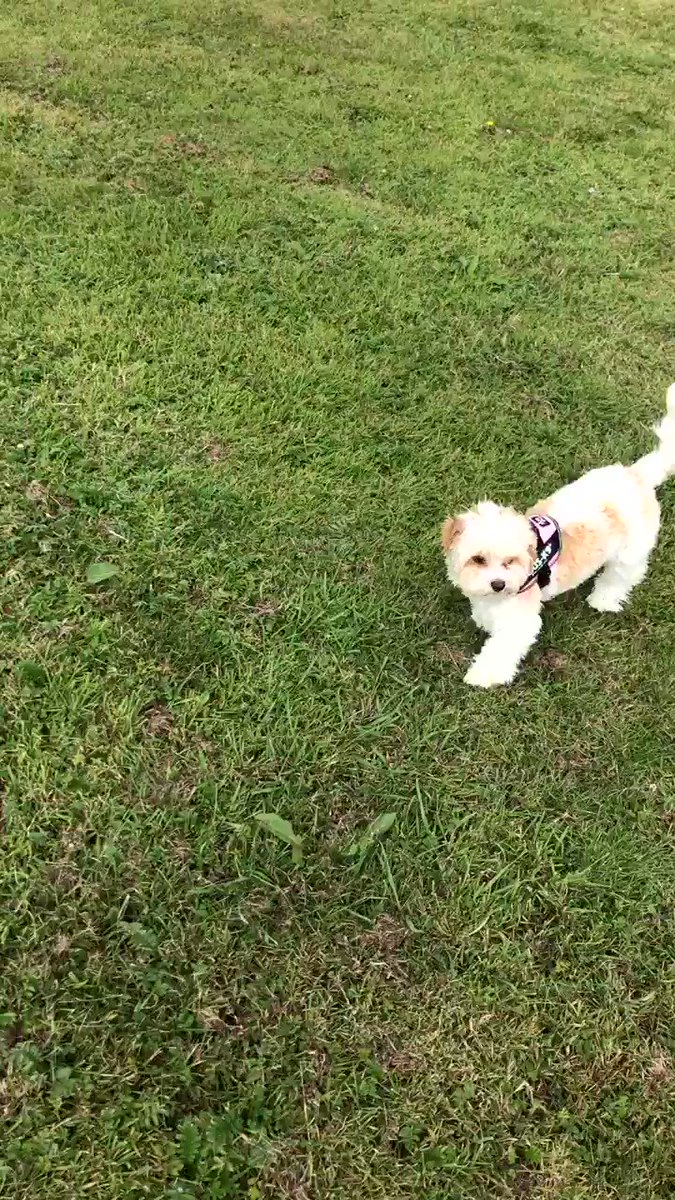 WeRateDogs® (@dog_rates) on Twitter photo 2019-11-06 20:33:42 This is Juno. She’s new to fetch but is trying her best and that’s all we can really ask for tbh. 13/10 This is Juno. She’s new to fetch but is trying her best and that’s all we can really ask for tbh. 13/10