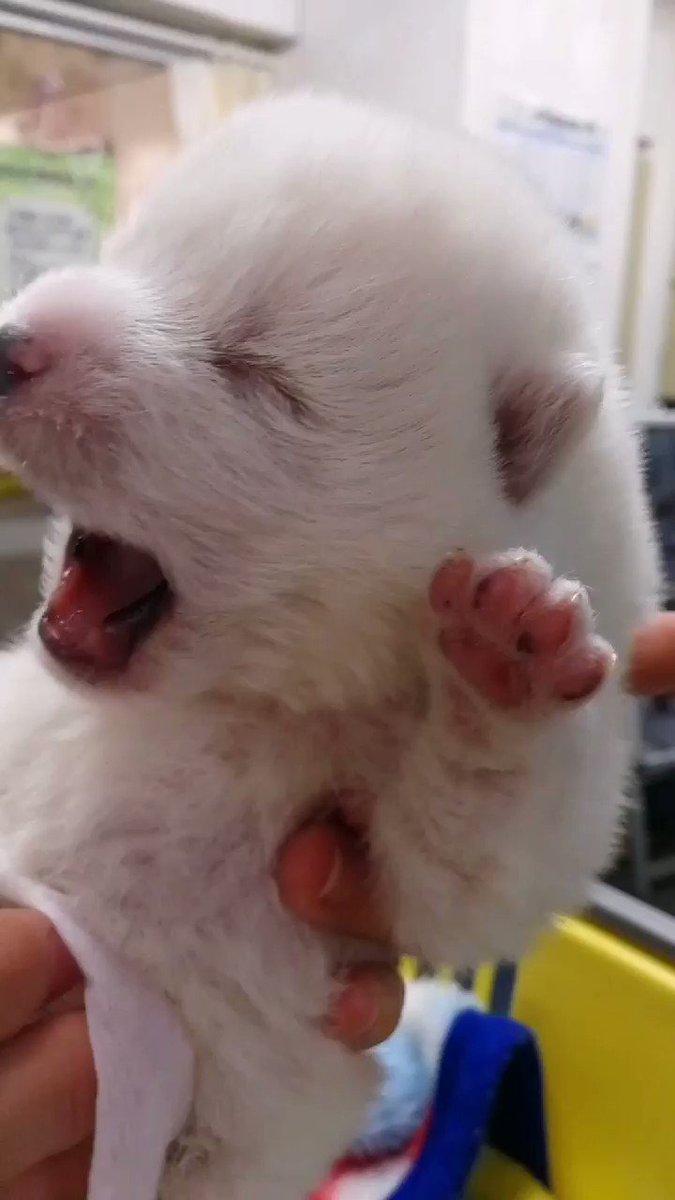 【里親募集中】秋田犬の男の子・お散歩以外は室内で飼育していただける方を探しています。