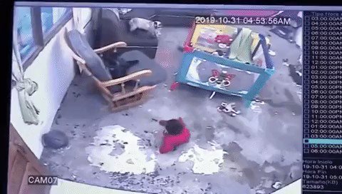 階段から落ちる寸前の赤ん坊を救った猫がかっこ良過ぎるｗｗｗ