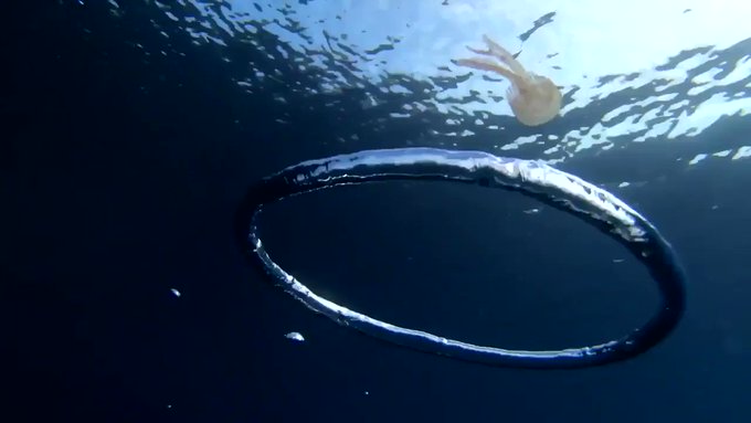 【悲報】クラゲ、人類の戯れに巻き込まれ高速回転でもみくちゃになるのサムネイル画像