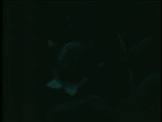ミハイルさん の最近のツイート 14 Whotwi グラフィカルtwitter分析 ミハイルさん の最近のツイート 14 Whotwi グラフィカルtwitter分析
