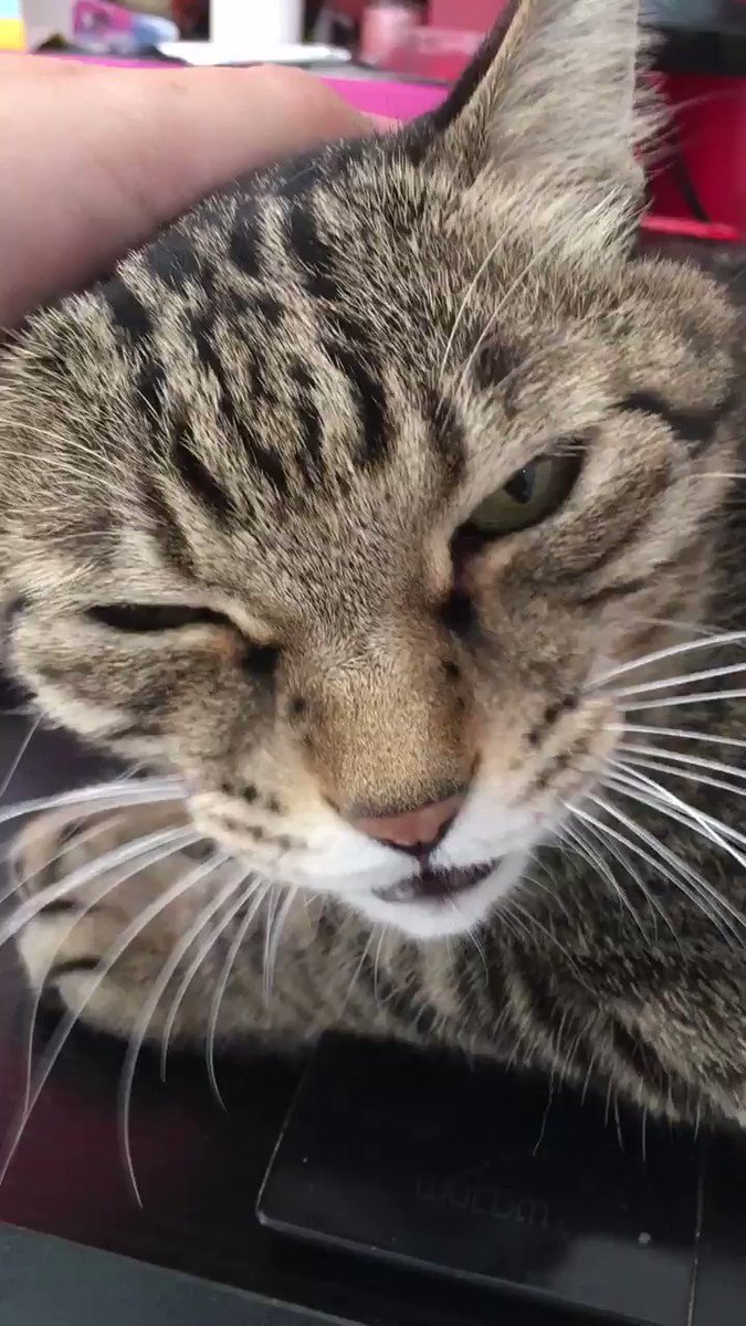 猫さん 飼い主ちょっときて 猫がご飯食べるとこみてて トイレ猫も入る 個猫差はあるがわかりみが深い猫さんとの暮らし Togetter 猫さん 飼い主ちょっときて 猫がご飯食べるとこみてて トイレ猫も入る 個猫差はあるがわかりみが深い猫さんとの暮らし Togetter