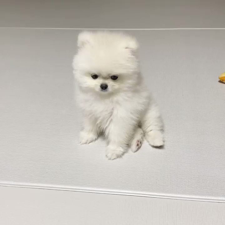愚鈍 さっき検索で見つけた韓国の白ポメちゃんインスタ 心臓が痛くなるほど可愛い 音量注意 T Co Nbpipjsazi