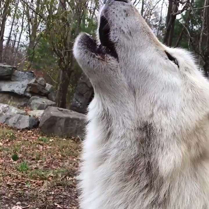 Wolf Conservation Center (@nywolforg) on Twitter photo 2019-11-08 11:53:20 To be happy is to howl 🐺 #FridayFeeling To be happy is to howl 🐺 #FridayFeeling