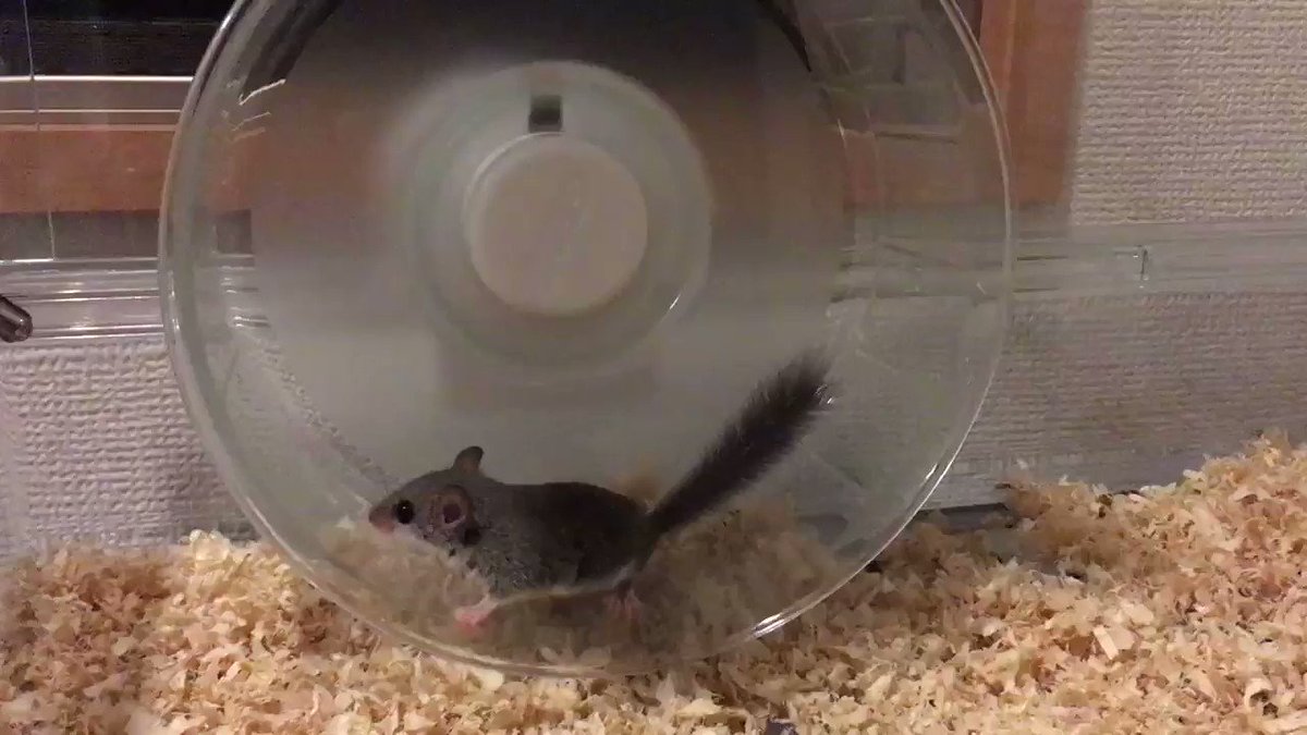 てて🐹@YouTubeチャンネル登録者1000人が目標🐹 on Twitter