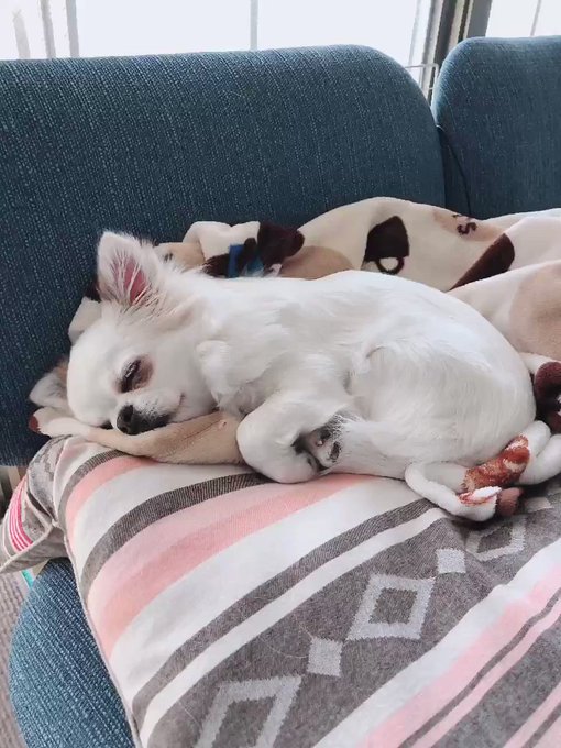 犬好きさんと繋がりたい の評価や評判 感想など みんなの反応を1日ごとにまとめて紹介 ついラン
