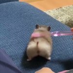 かわいすぎるおしり!？歯ブラシでマッサージされてるハムスターw