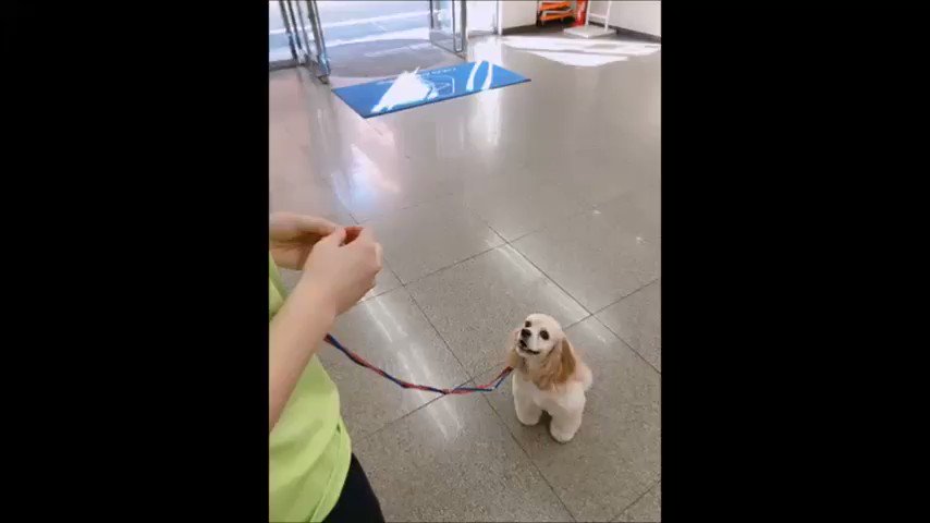 小物 Shiba Niina ﾆｰﾅちゃん