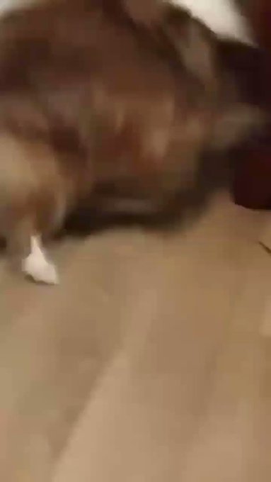 Awe..they jus wanna have fun like me...lots and lots of fun!! #gooddogg #imtoomuchtoo #slowisforslowpeople<a href="/tag/gooddogg"class="tags"><span>#gooddogg</span></a><a href="/tag/imtoomuchtoo"class="tags"><span>#imtoomuchtoo</span></a><a href="/tag/slowisforslowpeople"class="tags"><span>#slowisforslowpeople</span></a>