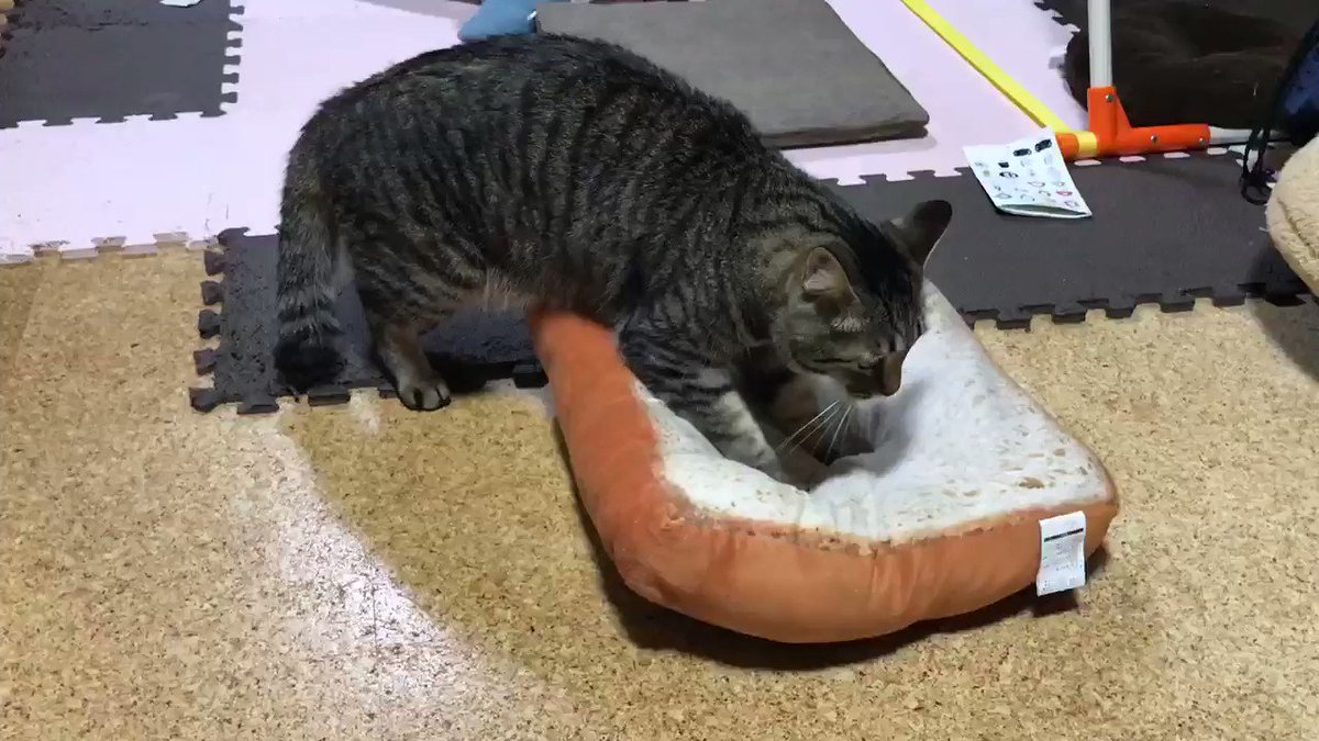 ついね 力が入っちゃうんですよ 夢中になりすぎて移動していくパン職人の猫さん 捏ねながらの方向転換がスゴい Togetter