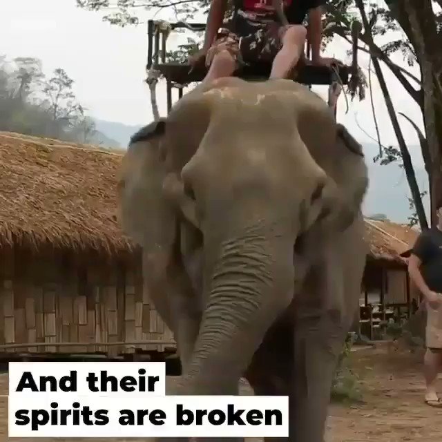 If you go on holidays pls never be part of the horrific elephant rides, they are abused and tortured to be trained for tourists, this is the truth of the rides, see it yourself. Babies are taken from their mothers to be tormented. Animals aren't transport or entertainment.#vegan