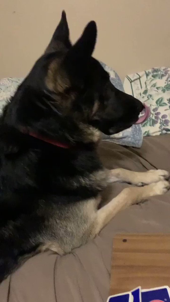 Food time?#GSD #DogsofTwitter #foodtime #dinnertime