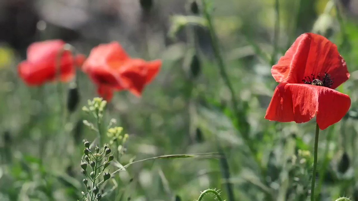 Royal British Legion (@PoppyLegion) on Twitter photo 2019-11-11 11:53:21 At the going down of the sun and in the morning. We will remember them. #TwoMinuteSilence At the going down of the sun and in the morning. We will remember them. #TwoMinuteSilence