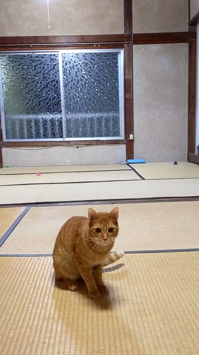 ものすごい身体能力・そして犬のように賢い猫ちゃん！！！！！！！
