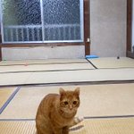 ものすごい身体能力・そして犬のように賢い猫ちゃん!!!!