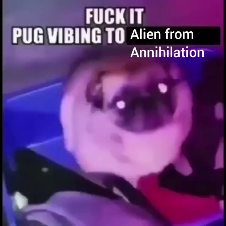 Télécharger gratuitement Images Pug Vibing Know Your Meme dernière salutations