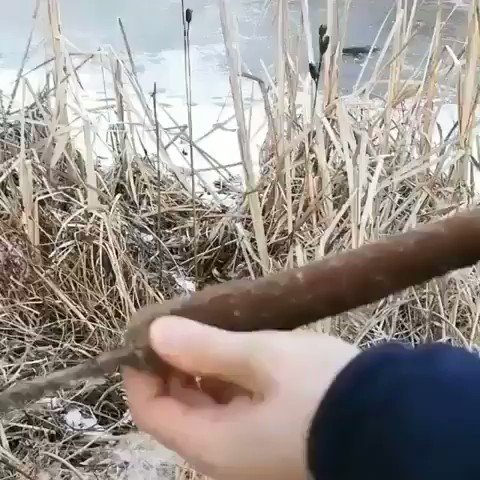 ガマの穂に爪をたてた結果、綿が溢れてきたwww