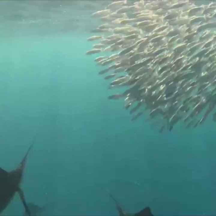 Clocking in at speeds of 70 mph, the sailfish is considered the FASTEST fish in the ocean.