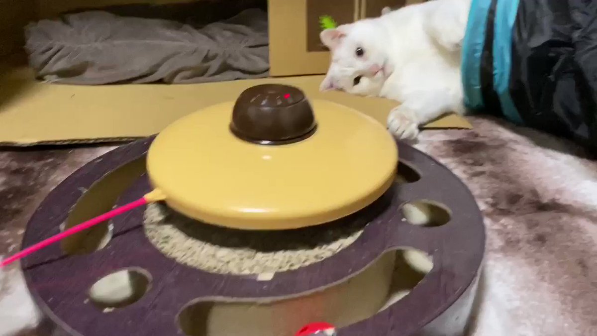 ねこ か ます ツイッター