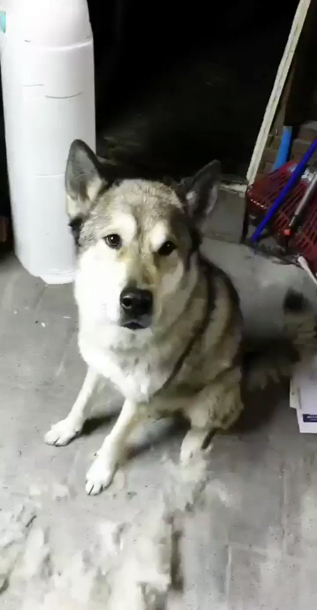 Tamaskan are so hard to train 😉 Check out handsome boy, Blustag Bearberry (Ravi) showing off!@jeppe_yolo on IG#TDR #TamaskanDogRegister #TamaskanDog #Tamaskan #Dog #TamaskansOfTwitter #DogsOfTwitter #NotAWolf #WolfLookAlikeBreed #TamaskanStud #StudDog #Stud #Feature