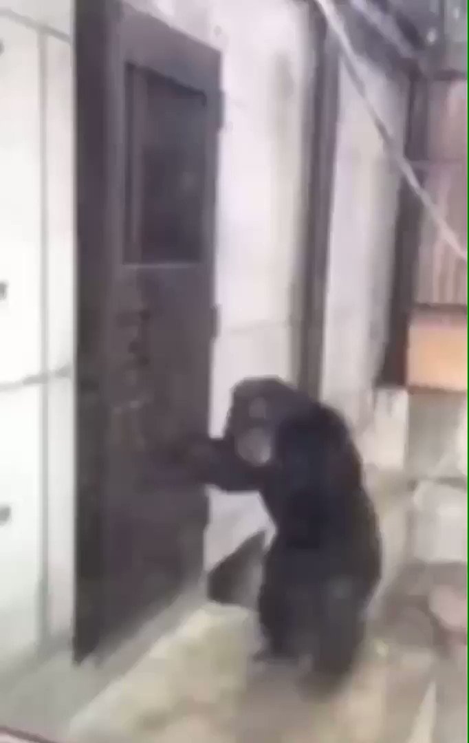 Reaction Memes Videoreacts Monkey Banging Cage Door T Co Xvxlk3qnlk Twitter